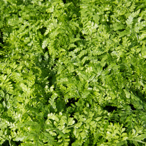 Mother Fern (Asplenuim bulbiferum) 